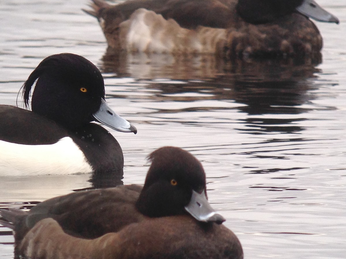 Tufted Duck - ML442364741