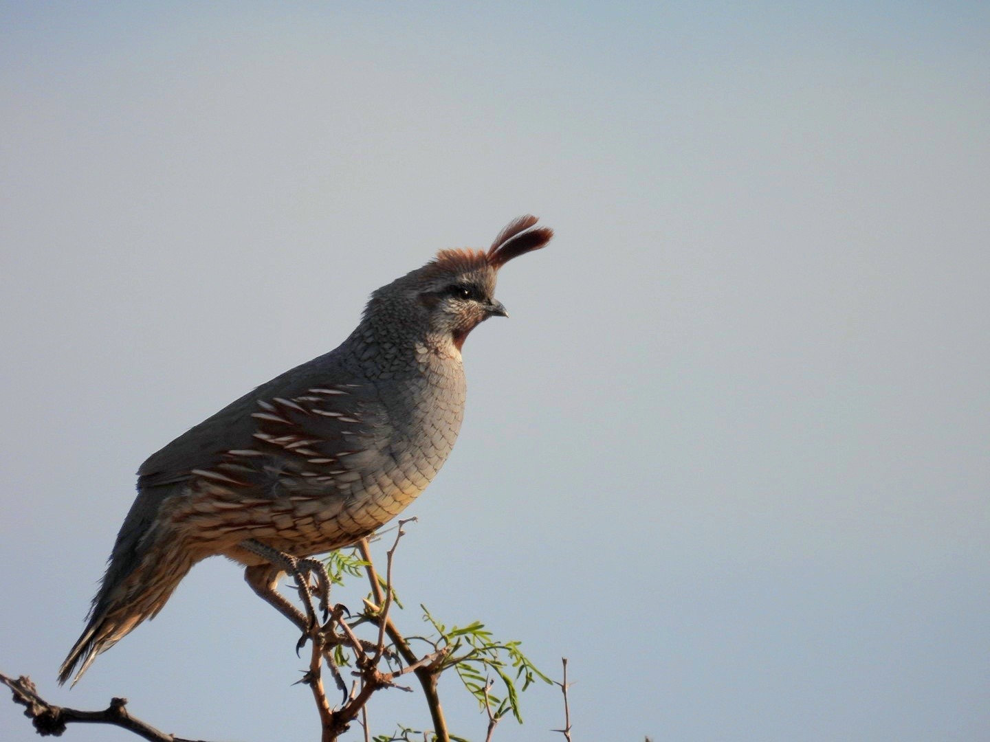 Scaled X Gambels Quail Hybrid Ebird