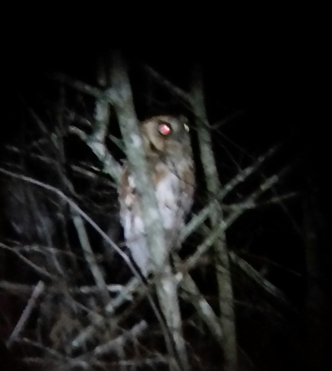 Eastern Screech-Owl - Steven  Wilson