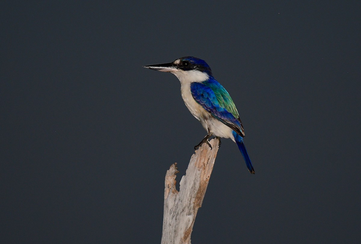 Forest Kingfisher - ML442380851