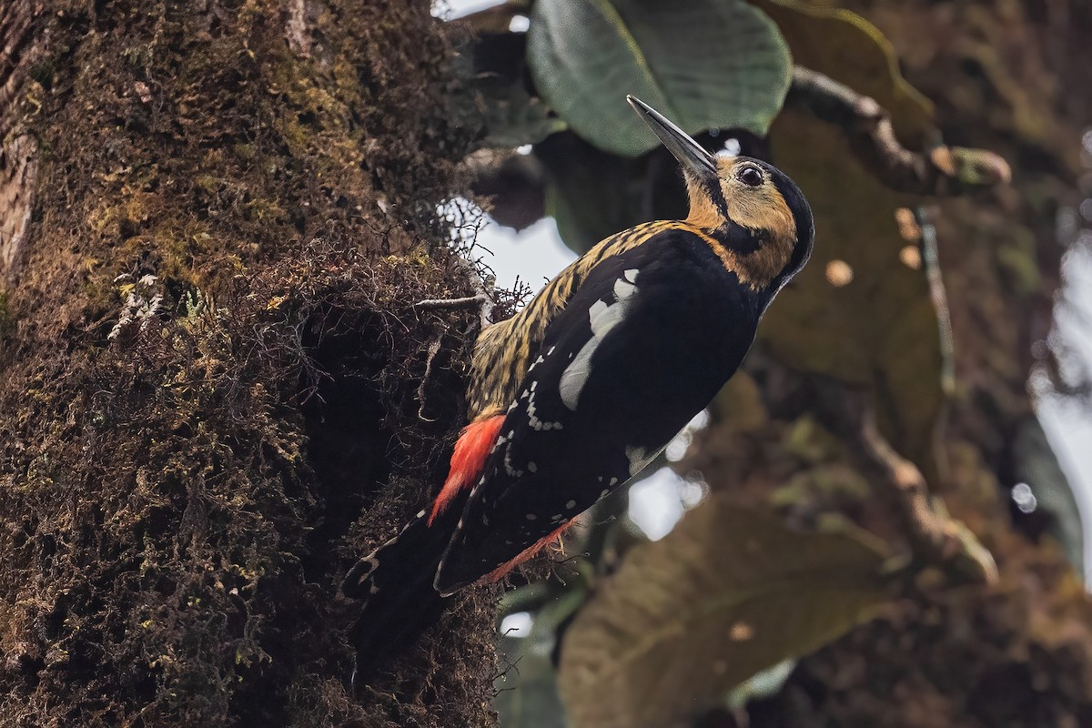 Darjeeling Woodpecker - Ngoc Sam Thuong Dang
