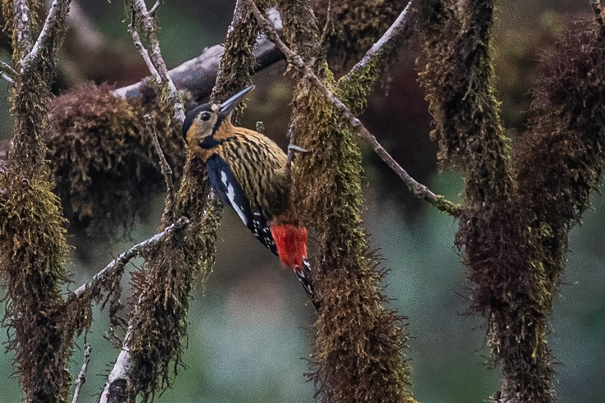 Darjeeling Woodpecker - Ngoc Sam Thuong Dang