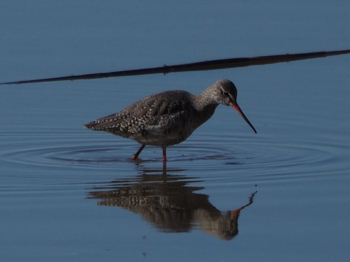 Spotted Redshank - ML442386481