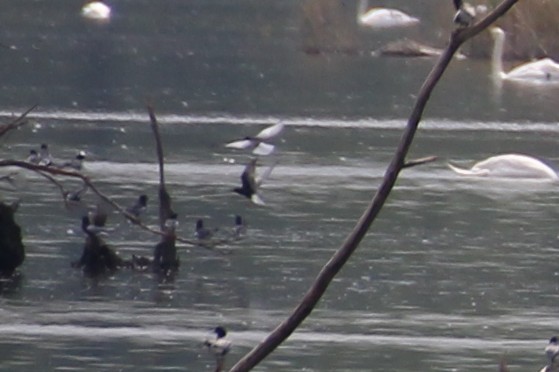 White-winged Tern - ML442394651