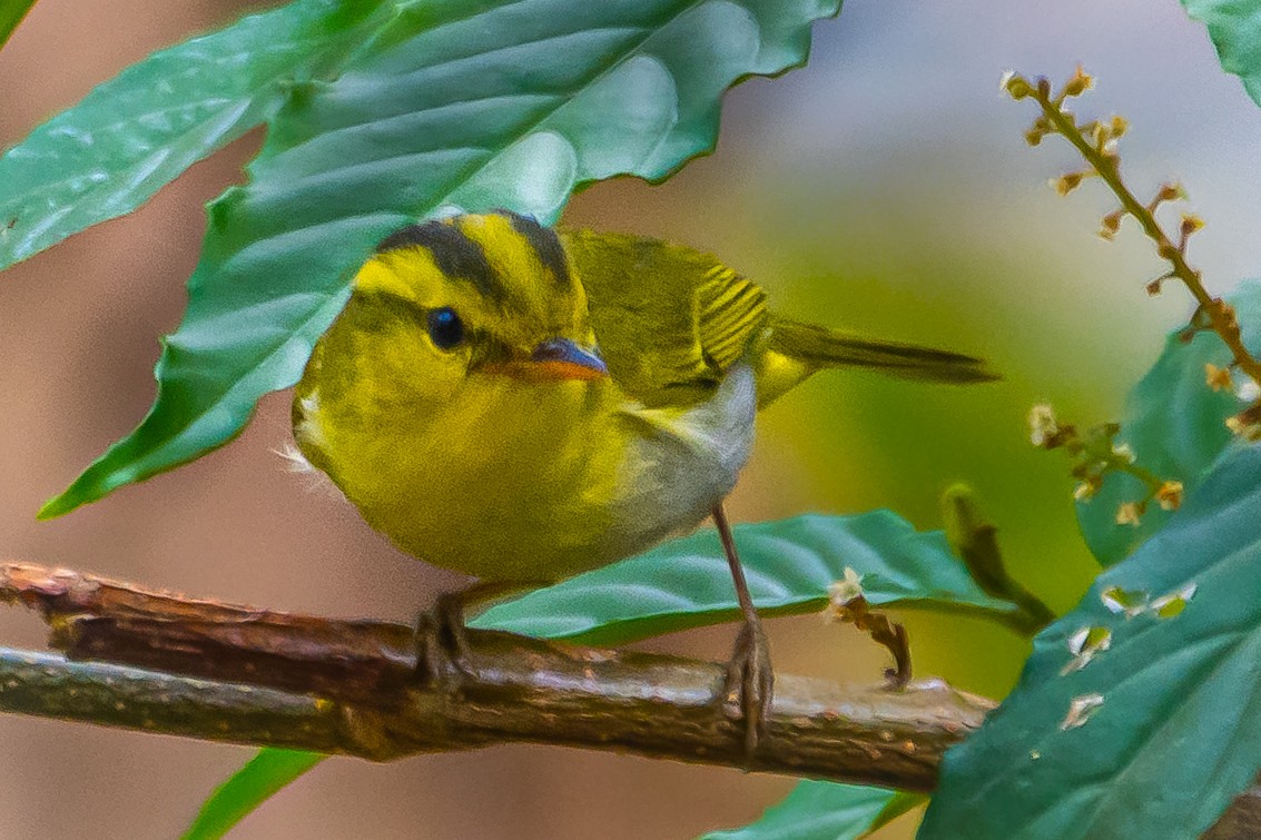 Yellow-vented Warbler - ML442400661
