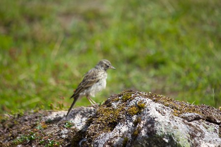 American Pipit - Jared Conaway