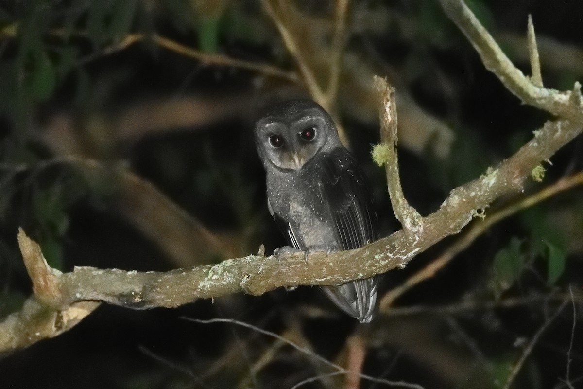 Sooty Owl (Greater) - ML442403841