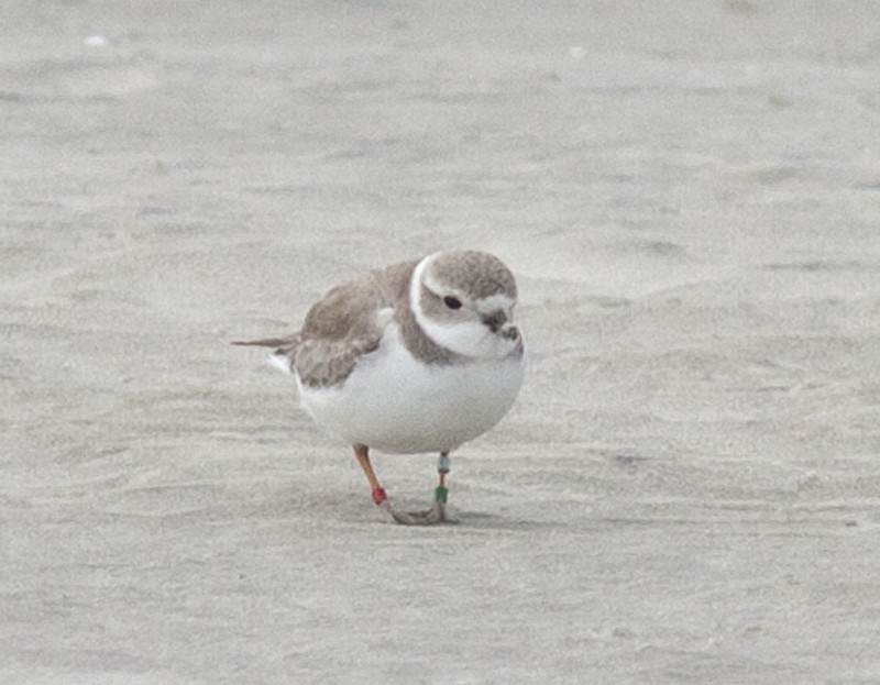 Piping Plover - ML44240671