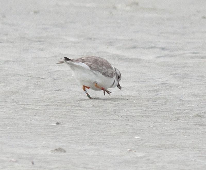 Piping Plover - ML44240681