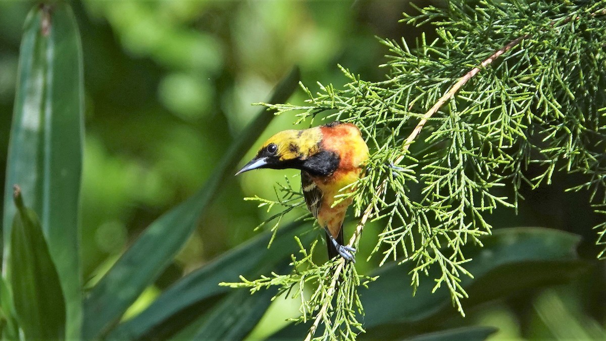 Orchard Oriole - ML442424371