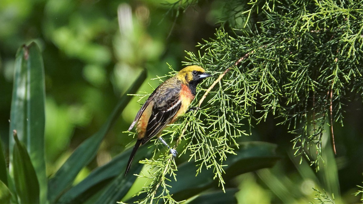 Orchard Oriole - ML442424471