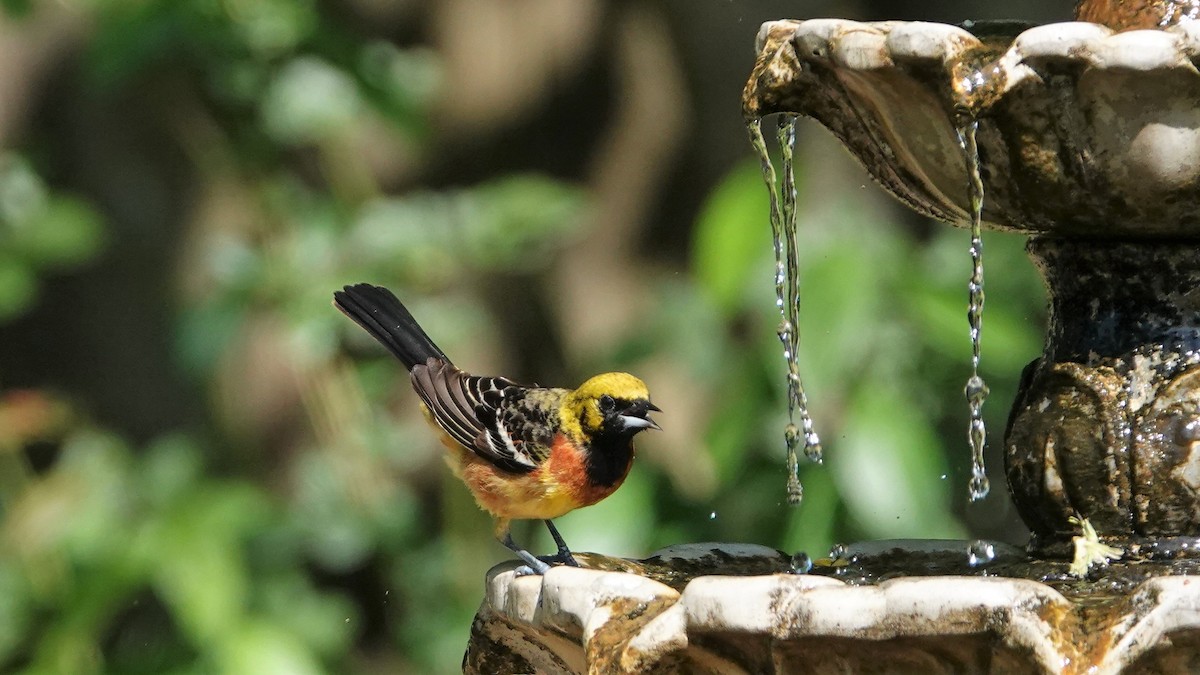 Orchard Oriole - ML442424641