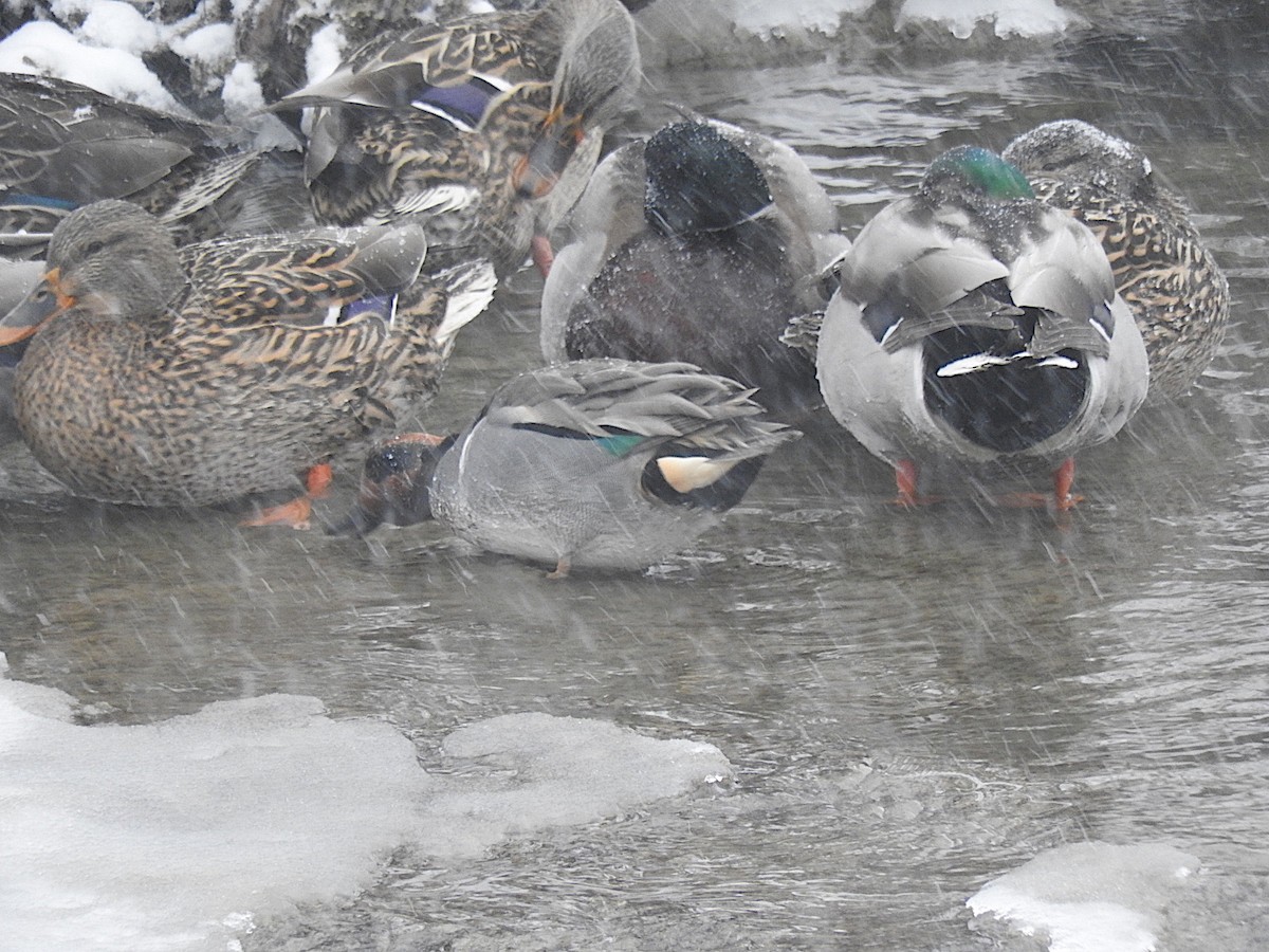 Green-winged Teal - ML442429481