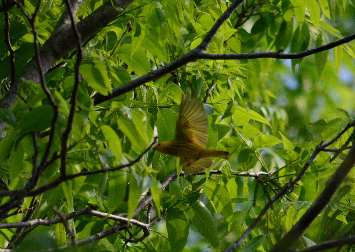 Yellow Warbler - ML442429901