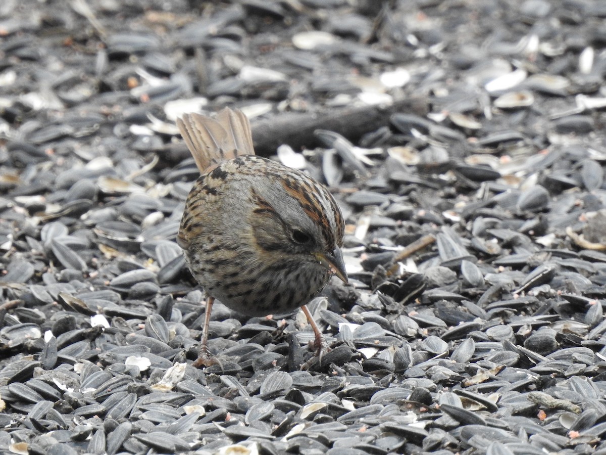 Lincoln's Sparrow - Clayton Will