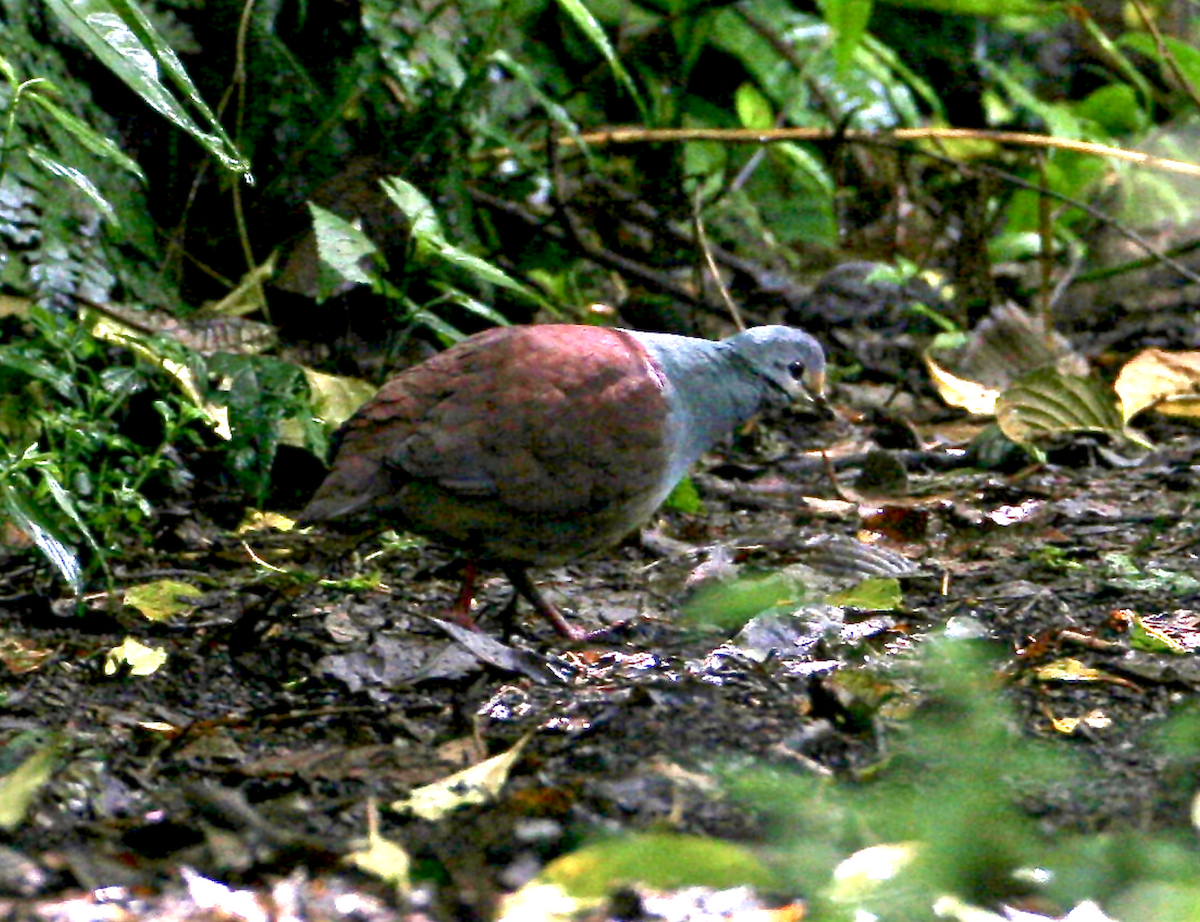 Buff-fronted Quail-Dove - ML442438861
