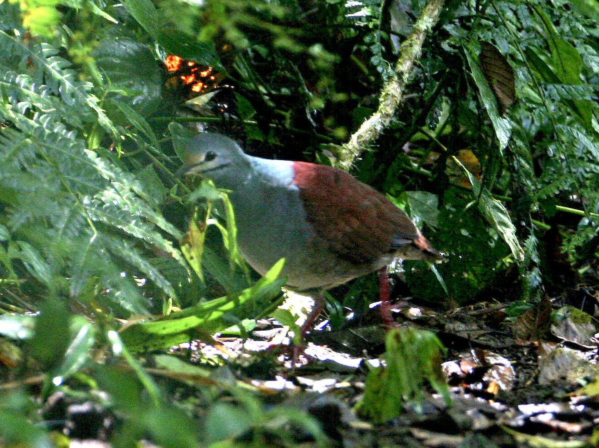 Buff-fronted Quail-Dove - ML442438871