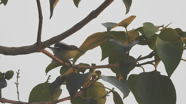 Purpurnektarvogel - ML442450381