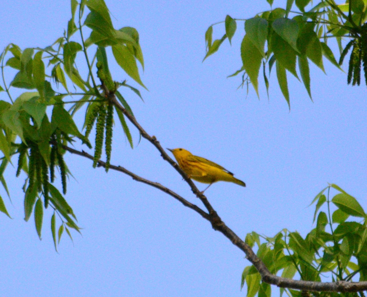 Yellow Warbler - ML442450961