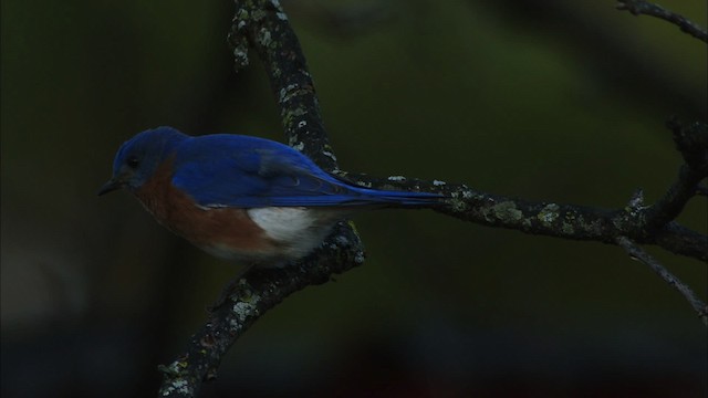 Eastern Bluebird (Eastern) - ML442455