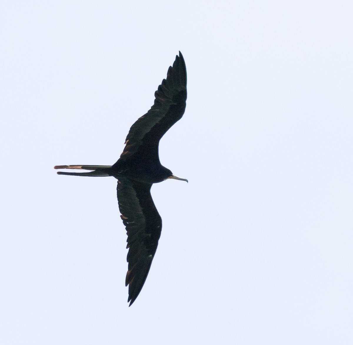 Magnificent Frigatebird - Robert Doster