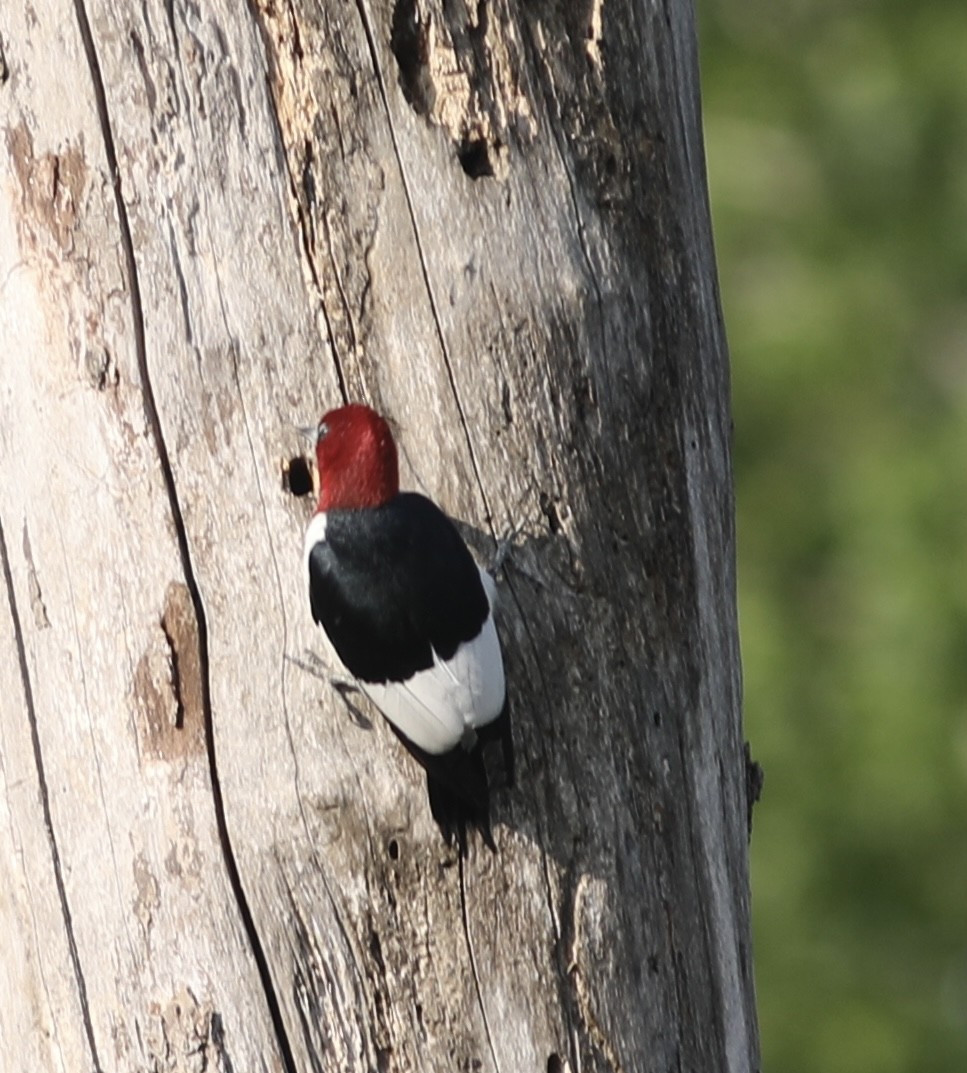 Red-headed Woodpecker - ML442471751