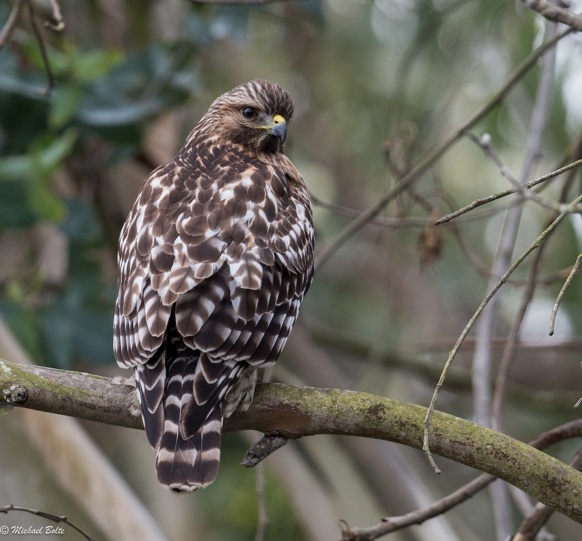 Red-shouldered Hawk - Michael Bolte