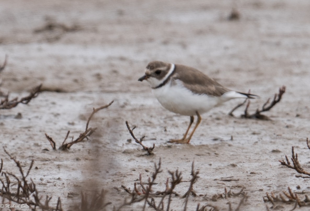 Semipalmated Plover - ML44248341