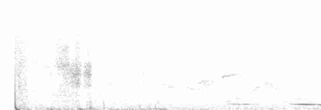 White-tipped Dove - ML442484761