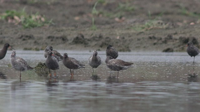 Spotted Redshank - ML442493761