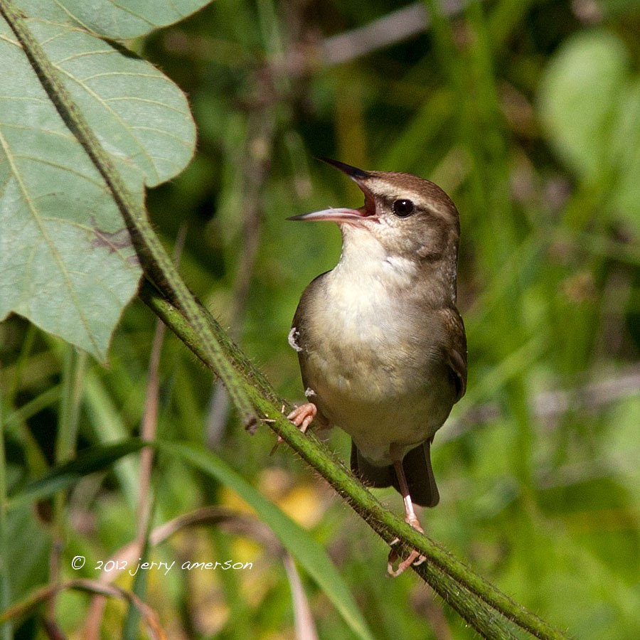 Swainson's Warbler - jerry amerson