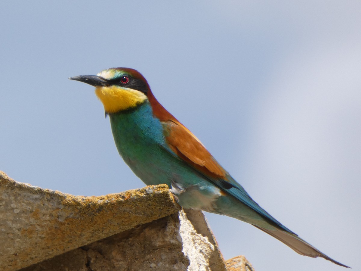 European Bee-eater - ML442499641