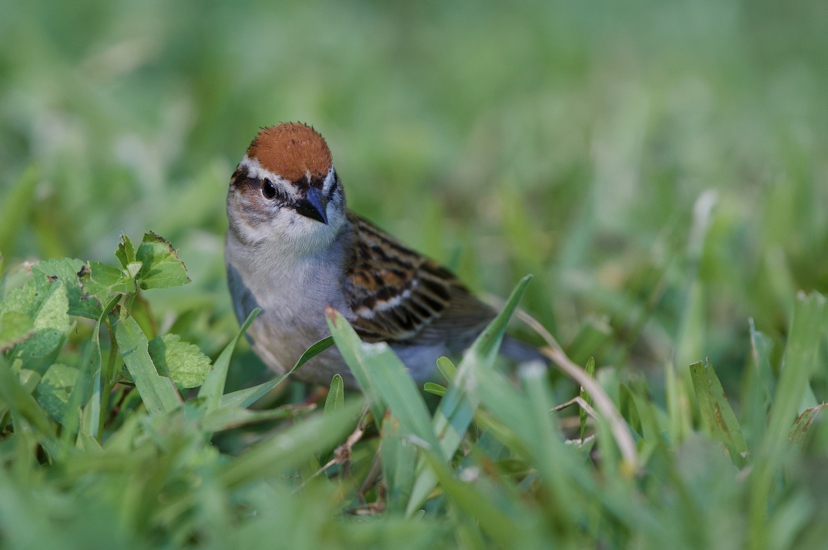Chipping Sparrow - ML442502531