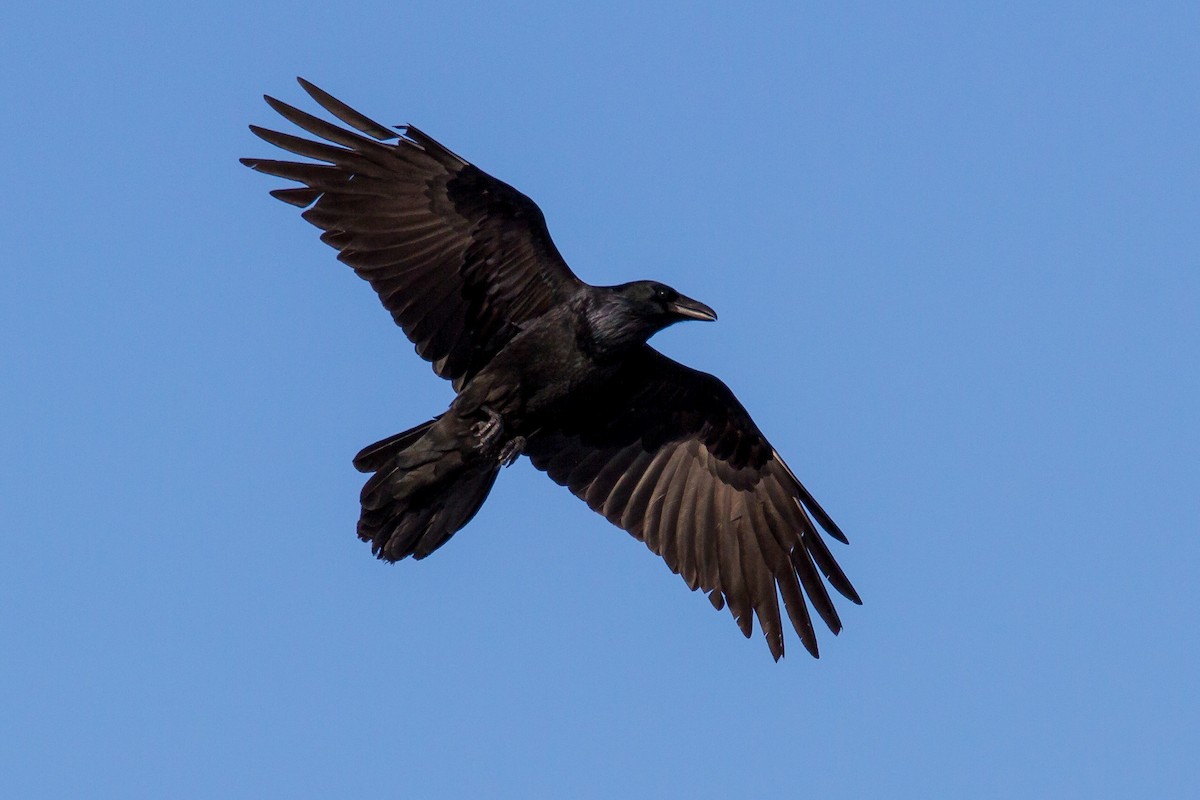 Common Raven - ML44250611