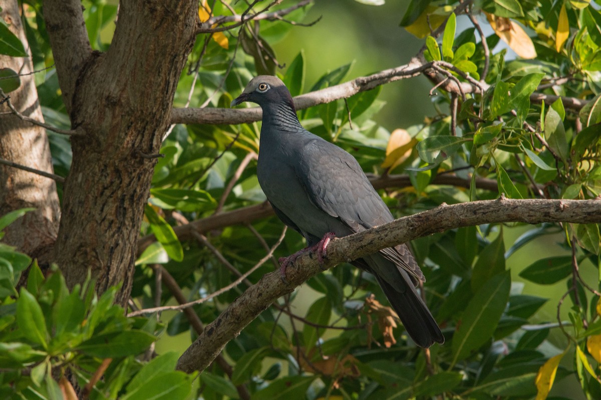 White-crowned Pigeon - ML442506281