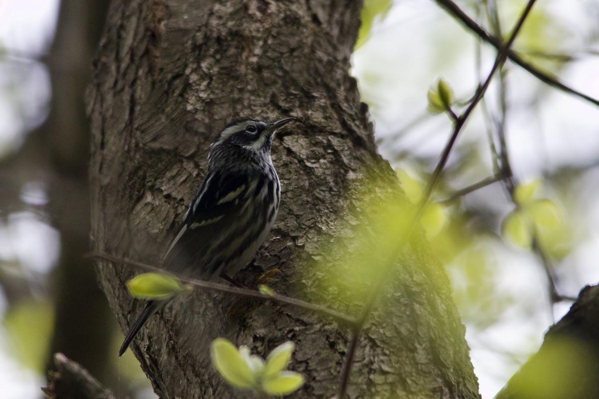 Black-and-white Warbler - ML442508551