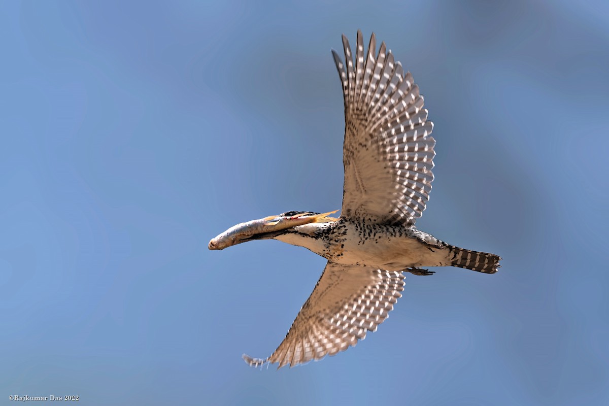 Crested Kingfisher - Rajkumar Das