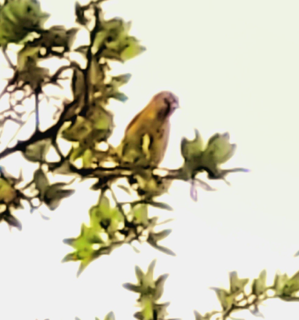 Orchard Oriole - ML442521161