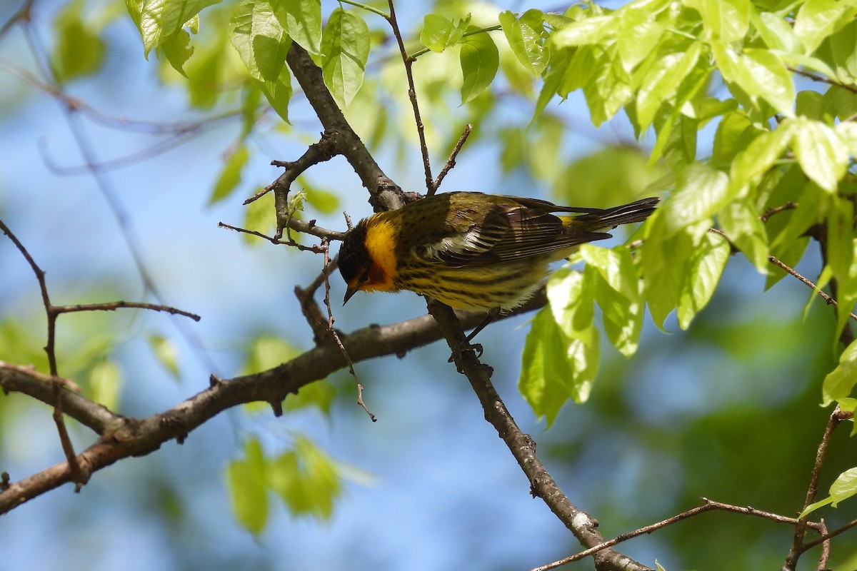 Cape May Warbler - ML442527441