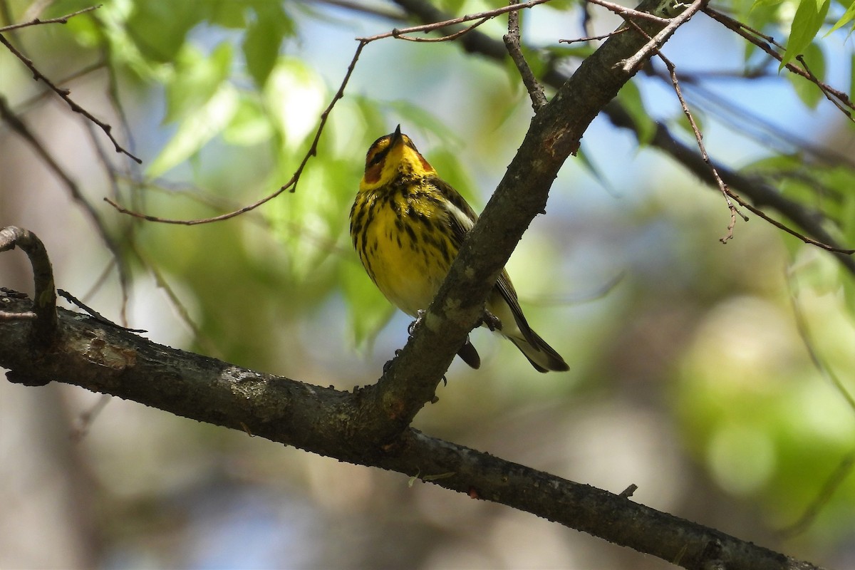 Cape May Warbler - ML442527701
