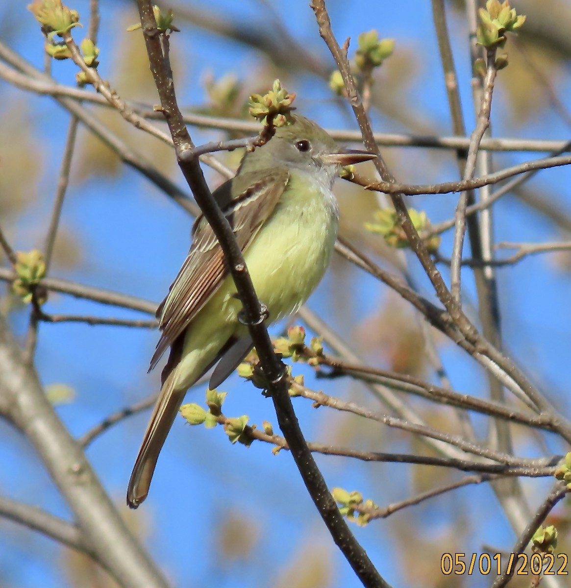 Great Crested Flycatcher - ML442528391