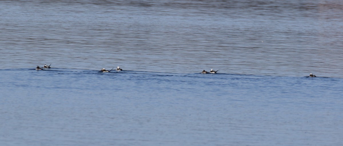 Long-tailed Duck - ML442535971