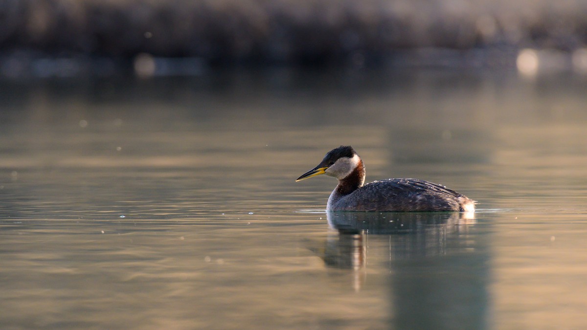 Red-necked Grebe - ML442545131