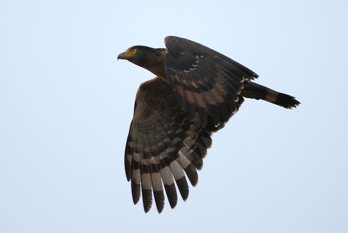 Crested Serpent-Eagle - ML44254631