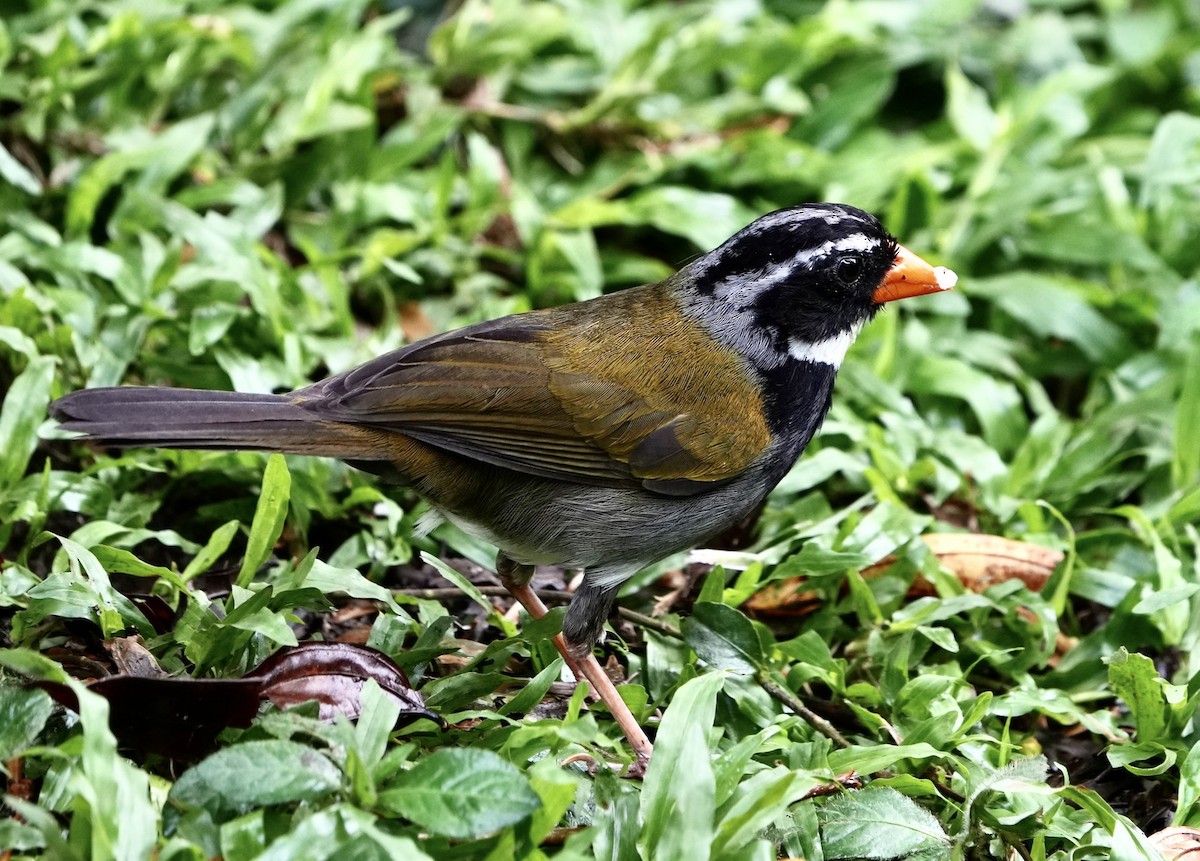 Orange-billed Sparrow - ML442546851