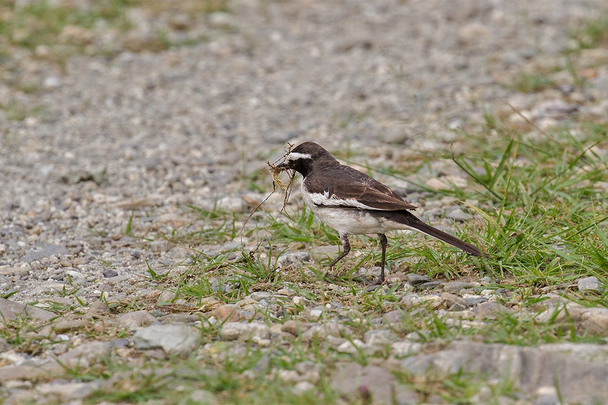 White-browed Wagtail - ML442559291