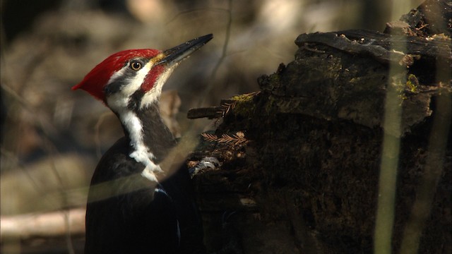 Pileated Woodpecker - ML442564