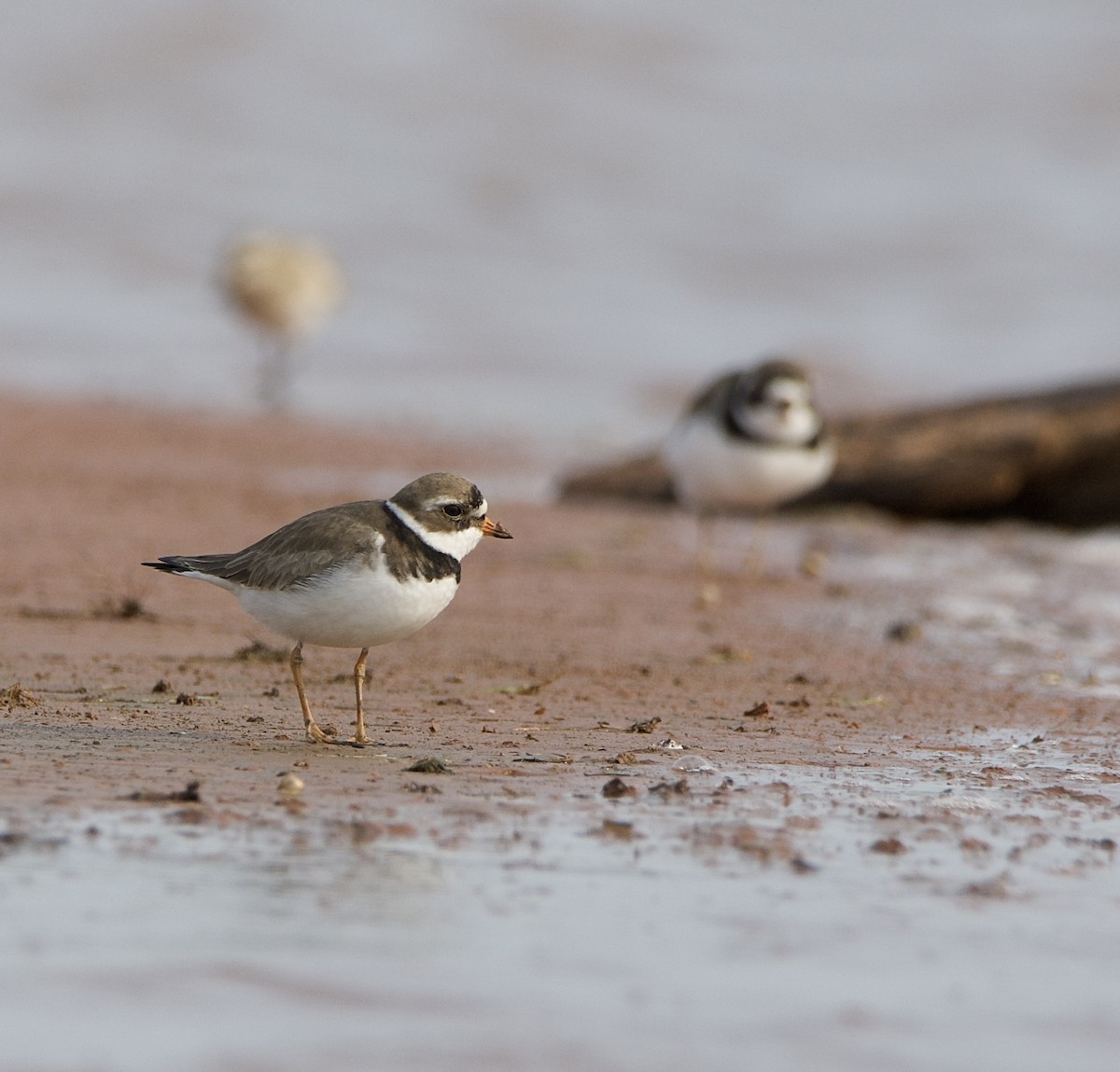 Semipalmated Plover - ML442570951