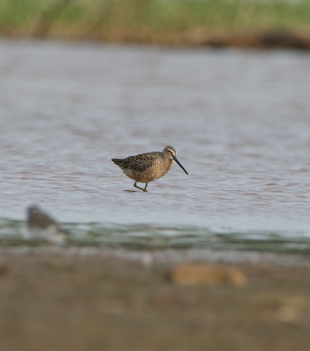 Long-billed Dowitcher - ML442571331