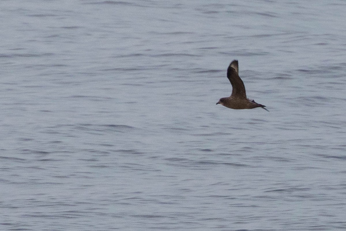 Murphy's Petrel - ML442576561